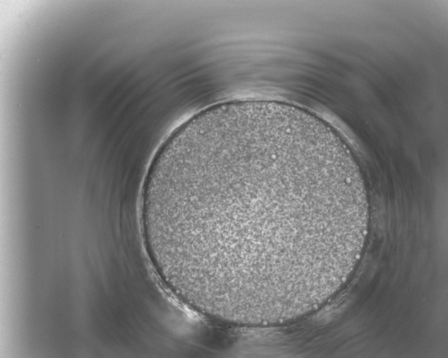 X0000061730856200512050931