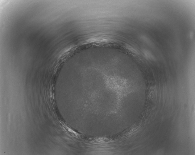 X0000061730966200512050929