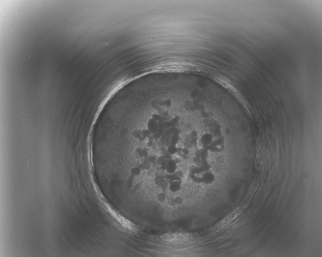 X0000061731083200512050927