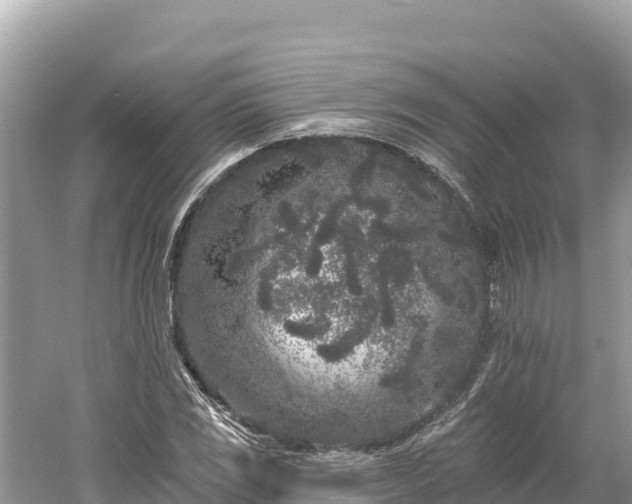 X0000061731117200512050926