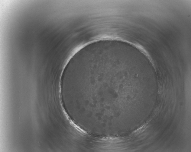 X0000061731287200512050923