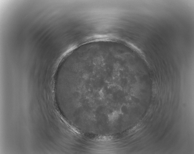 X0000061731411200512050921