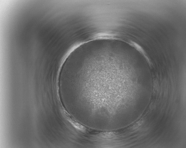 X0000061731435200512050921