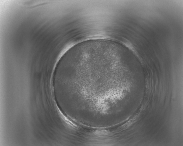 X0000061731466200512050920