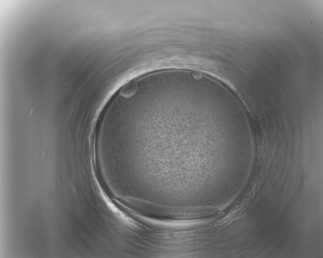 X0000061731515200512050919