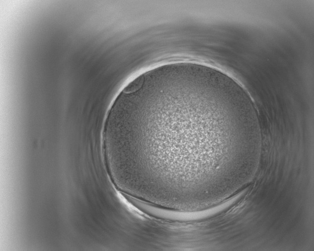 X0000061731535200512050920