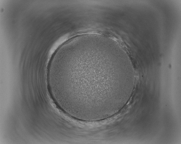 X0000061730006200512091557