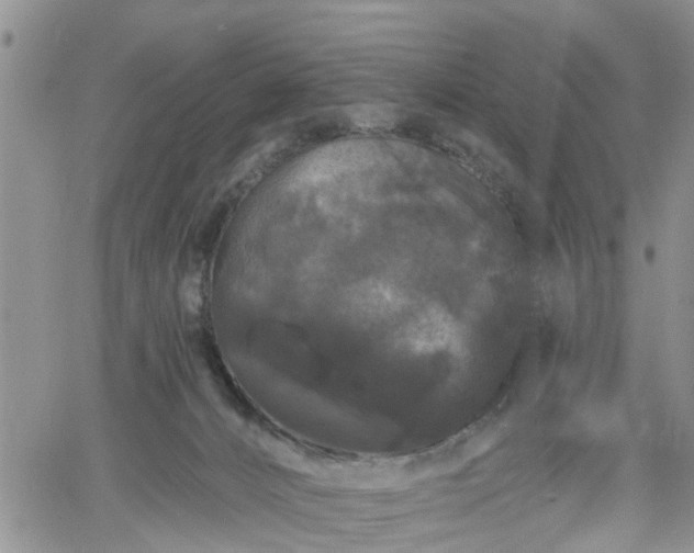 X0000061730032200512091556