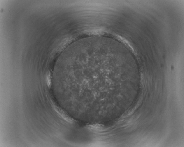 X0000061730069200512091555