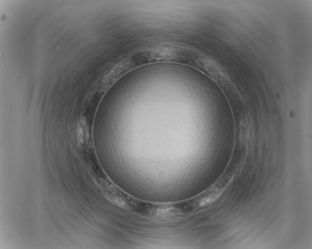 X0000061730173200512091554