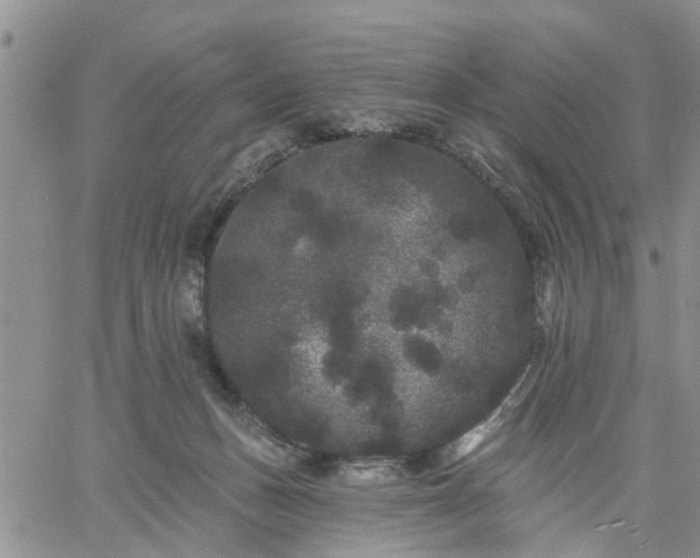 X0000061730175200512091554