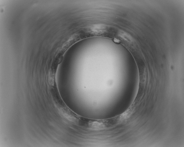 X0000061730180200512091554