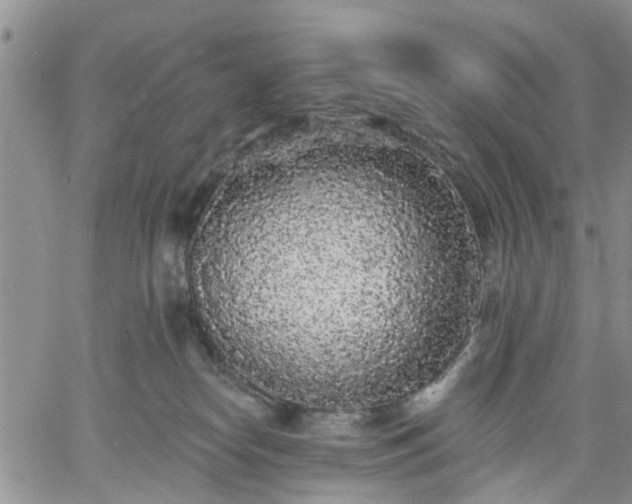 X0000061730182200512091554