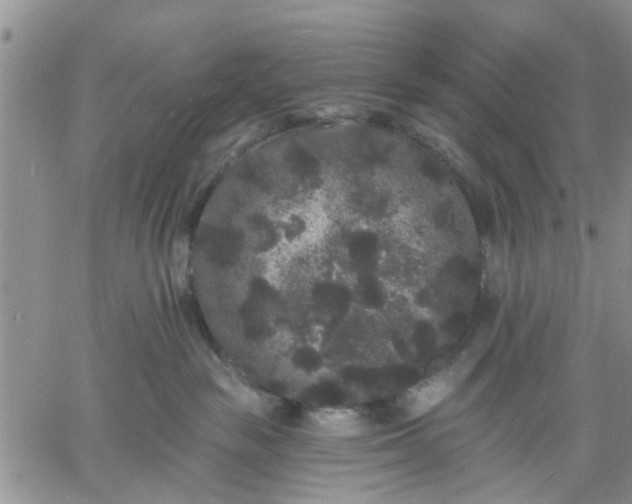 X0000061730189200512091554