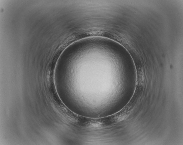 X0000061730263200512091552