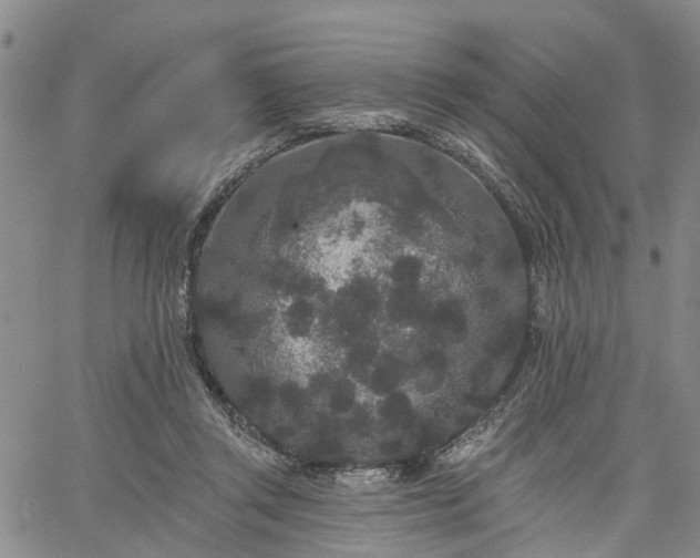 X0000061730357200512091551