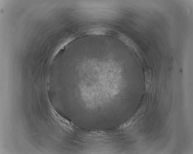 X0000061730386200512091550