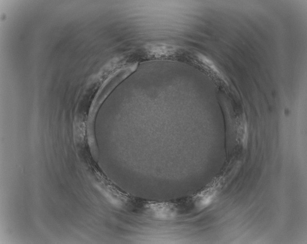 X0000061730417200512091550