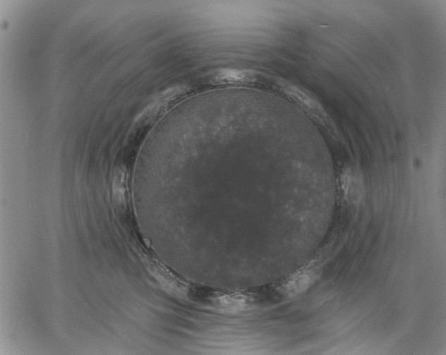 X0000061730423200512091550