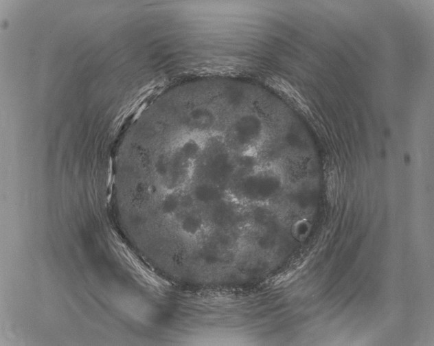 X0000061730729200512091544