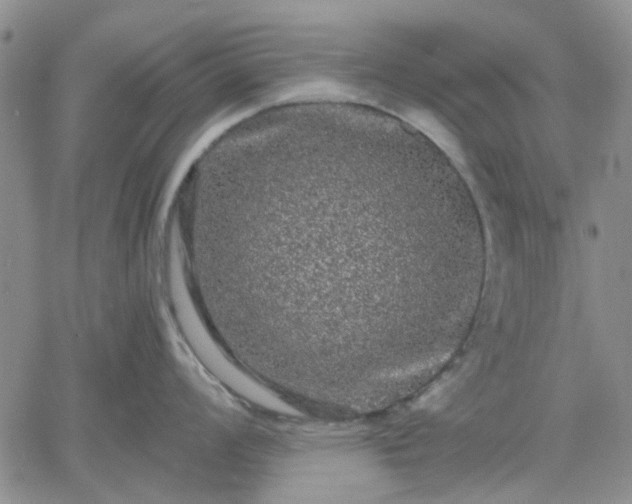 X0000061731008200512091540