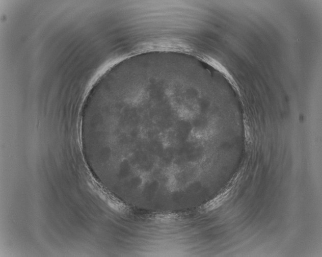 X0000061731035200512091540