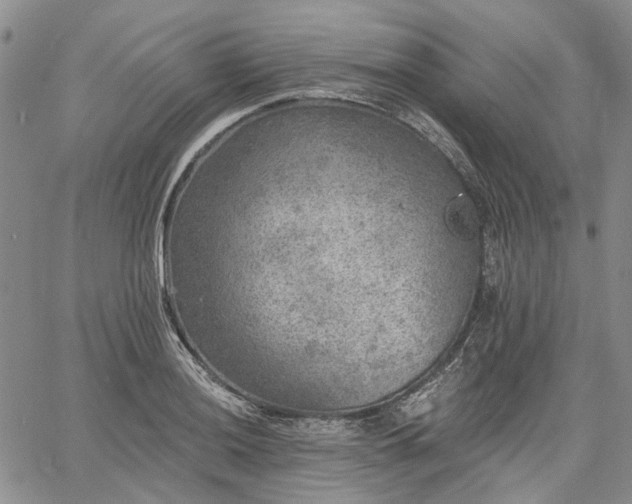 X0000061731036200512091540