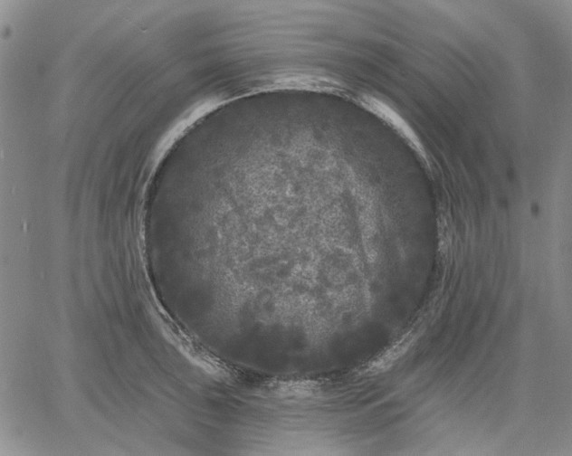 X0000061731043200512091540