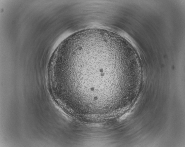 X0000061731048200512091540