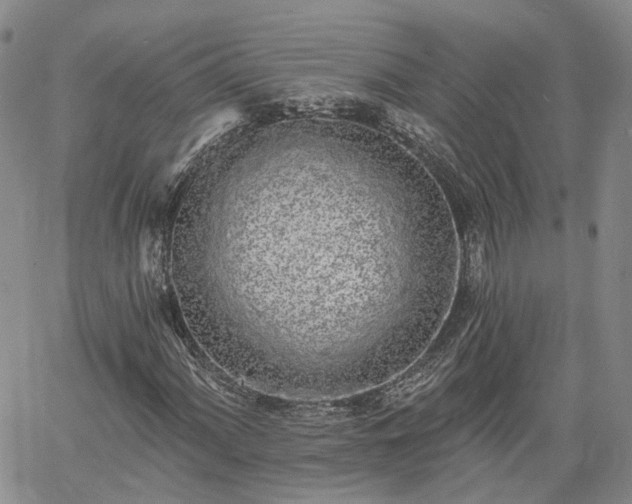 X0000061731060200512091539