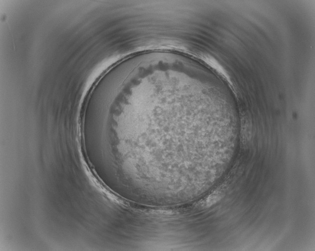 X0000061731088200512091539