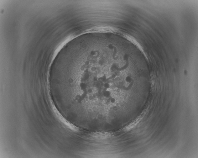 X0000061731091200512091539