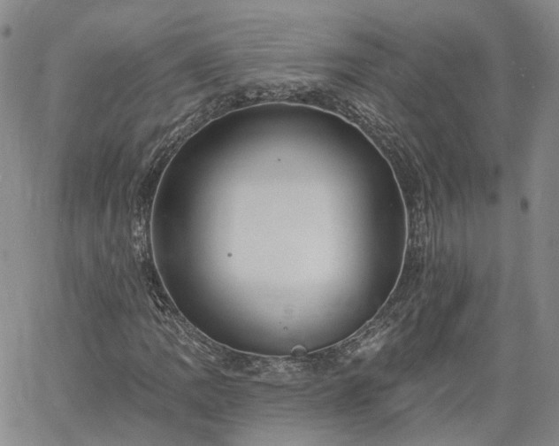 X0000061731109200512091538