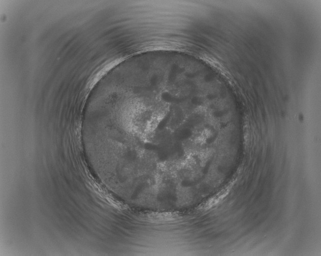 X0000061731121200512091538