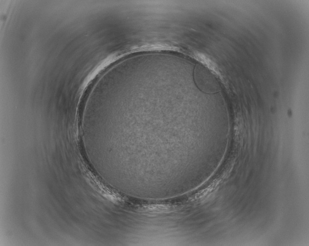 X0000061731173200512091537