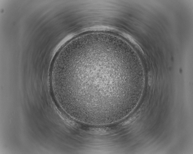 X0000061731229200512091537