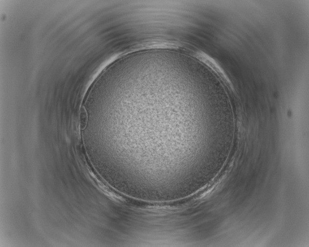 X0000061731236200512091537