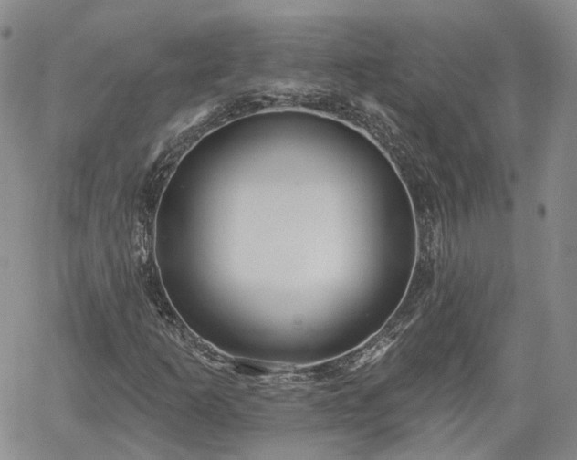 X0000061731253200512091536