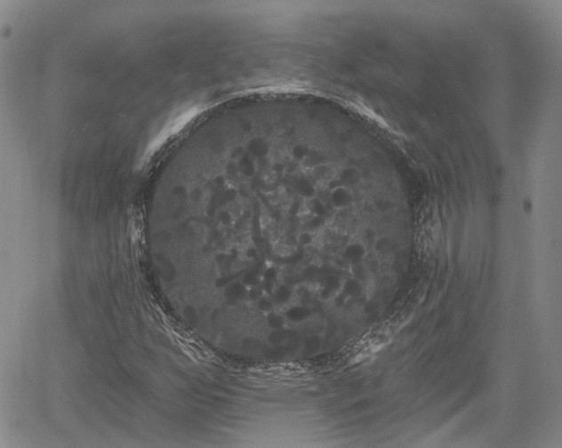 X0000061731255200512091536