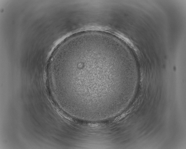 X0000061731264200512091536