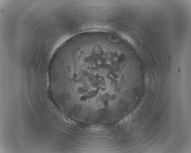 X0000061731267200512091536