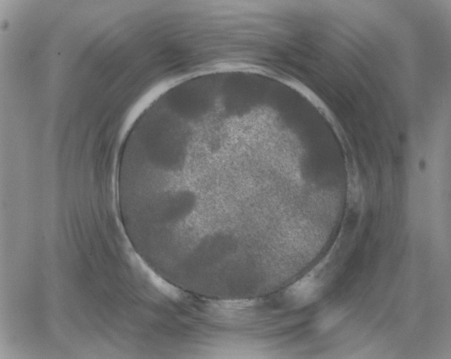 X0000061731294200512091535