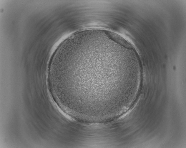 X0000061731333200512091535