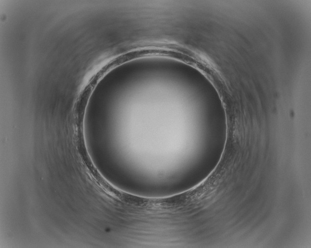 X0000061731360200512091534