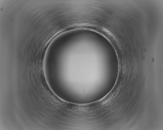 X0000061731361200512091534