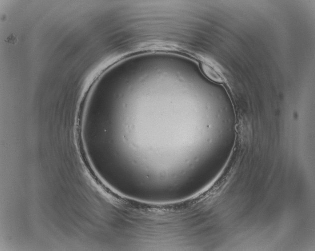 X0000061731379200512091534