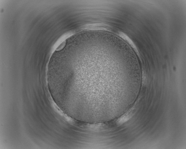 X0000061731386200512091534