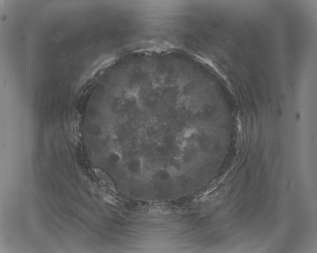 X0000061731399200512091533