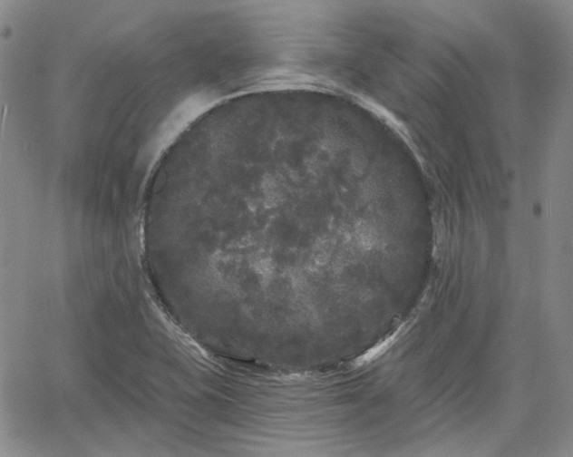 X0000061731415200512091533