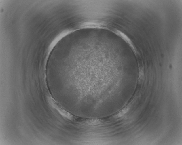 X0000061731435200512091534